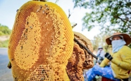 cách ngâm rượu mật ong rừng
