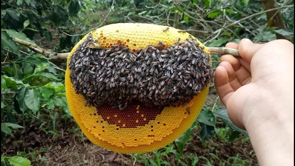 cách ngâm rượu mật ong rừng